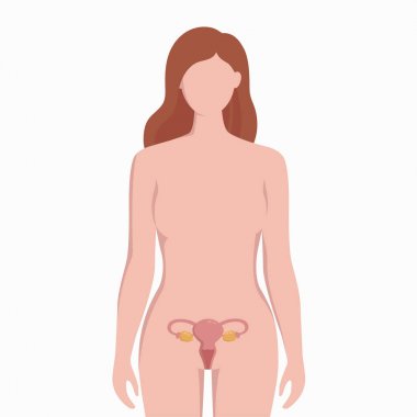 Uterus kadın vücut siluetvektör tıbbi illüstrasyon beyaz arka plan üzerinde izole üzerinde. Düz tasarımda bady infografik elemanlar yerleştirilen insan iç organı.