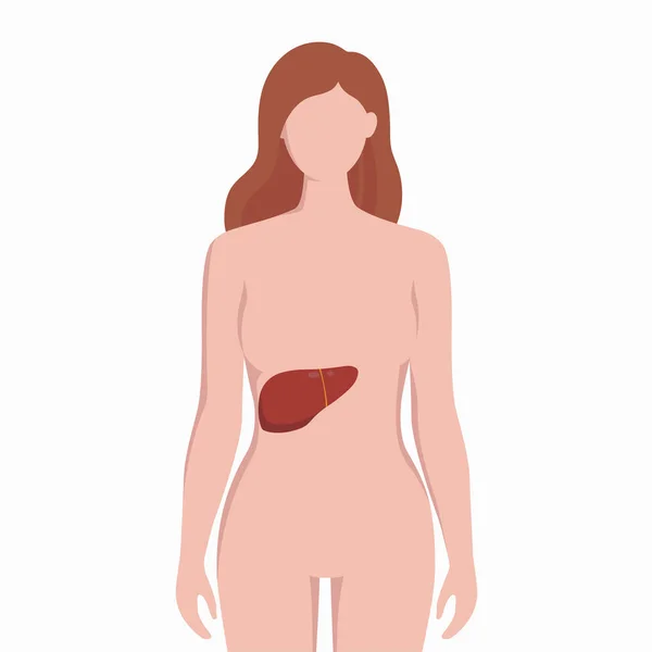 Liver on woman body silhouette vector medical illustration isolated on white background. Human inner organ placed in bady infographic elements in flat design. — Stock Vector