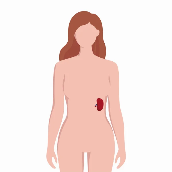 Milz am Körper der Frau Silhouette Vektor medizinische Illustration isoliert auf weißem Hintergrund d. menschliches inneres Organ in schlechten infografischen Elementen in flachem Design platziert — Stockvektor