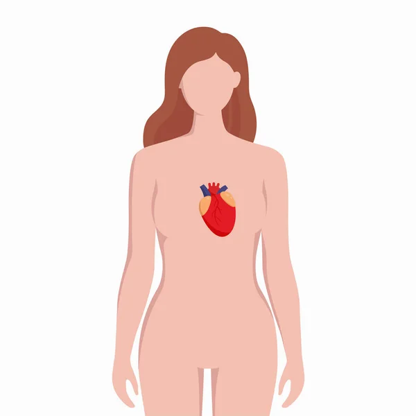 Сердце на женском теле силуэт векторные медицинские иллюстрации изолированы на белом фоне. Внутренний орган человека помещен в бади инфографические элементы в плоском дизайне . Стоковая Иллюстрация