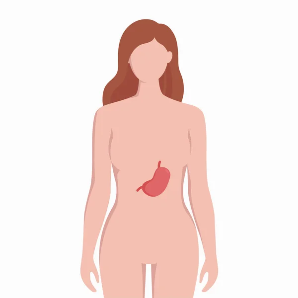 Желудок на теле женщины силуэт вектор медицинской иллюстрации изолированы на белом фоне. Внутренний орган человека помещен в бади инфографические элементы в плоском дизайне . Лицензионные Стоковые Иллюстрации