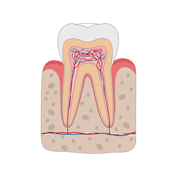 Diagrama dentário saudável isolado sobre fundo branco. Dente seção transversal e anatomia da gengiva Medical poster ilustração em design plano . —  Vetores de Stock