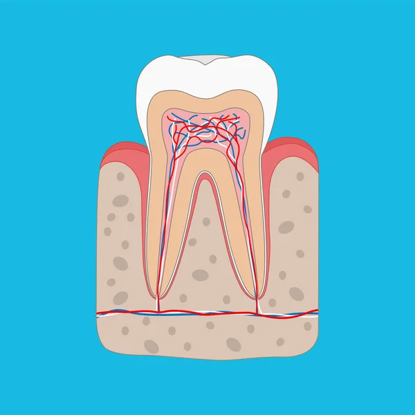 Diagram stavu zubu, zubní kříž a anatomie zdravé gumy. Lékařský zubní plakát ilustrace v plochém designu. — Stockový vektor