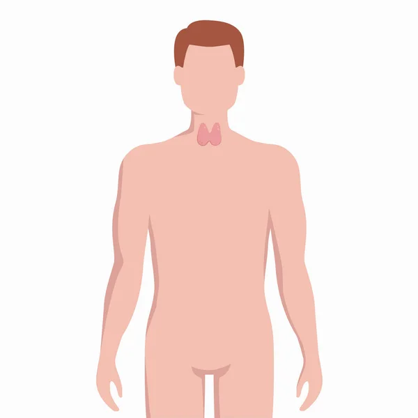 Tiroides en el cuerpo humano silueta vector ilustración médica aislada sobre fondo blanco. Órgano interior humano colocado en elementos de infografía bady de diseño plano . — Archivo Imágenes Vectoriales