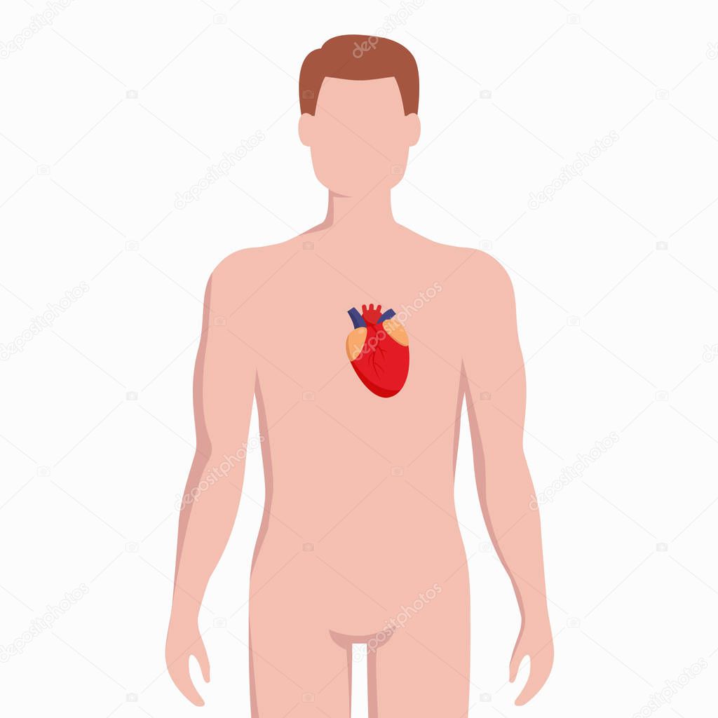 Heart on man body silhouette vector medical illustration isolated on white background. Human inner organ placed in bady infographic elements in flat design.