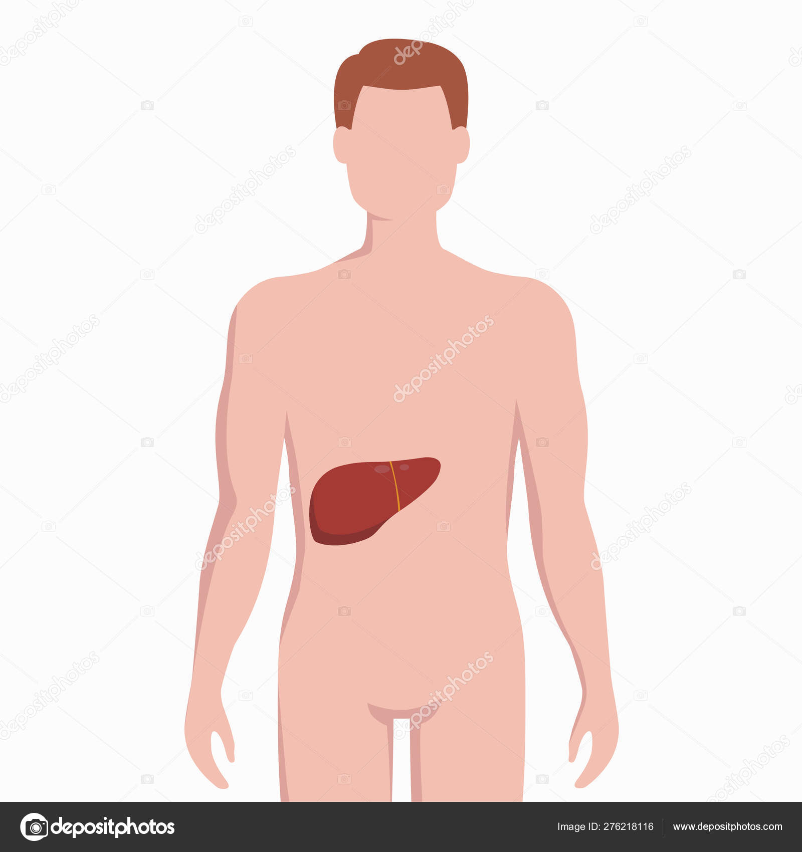 Lever på menneskets silhuett Medisinsk illustrasjon isolert på hvit  bakgrunn. Indre organer i kroppen plassert i bøyelige infografiske  elementer i flat utforming . stockvektor © Bezvershenko #276218116, image size:1600x1700