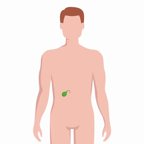 ●男性体シルエットベクトル上の胆嚢は白い背景に隔離された医療イラスト。フラットデザインで悪いインフォグラフィック要素に置かれた人間の内臓器. — ストックベクタ