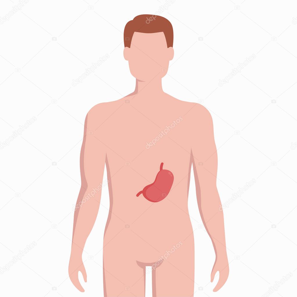 Stomach on man body silhouette vector medical illustration isolated on white background. Human inner organ placed in bady infographic elements in flat design.