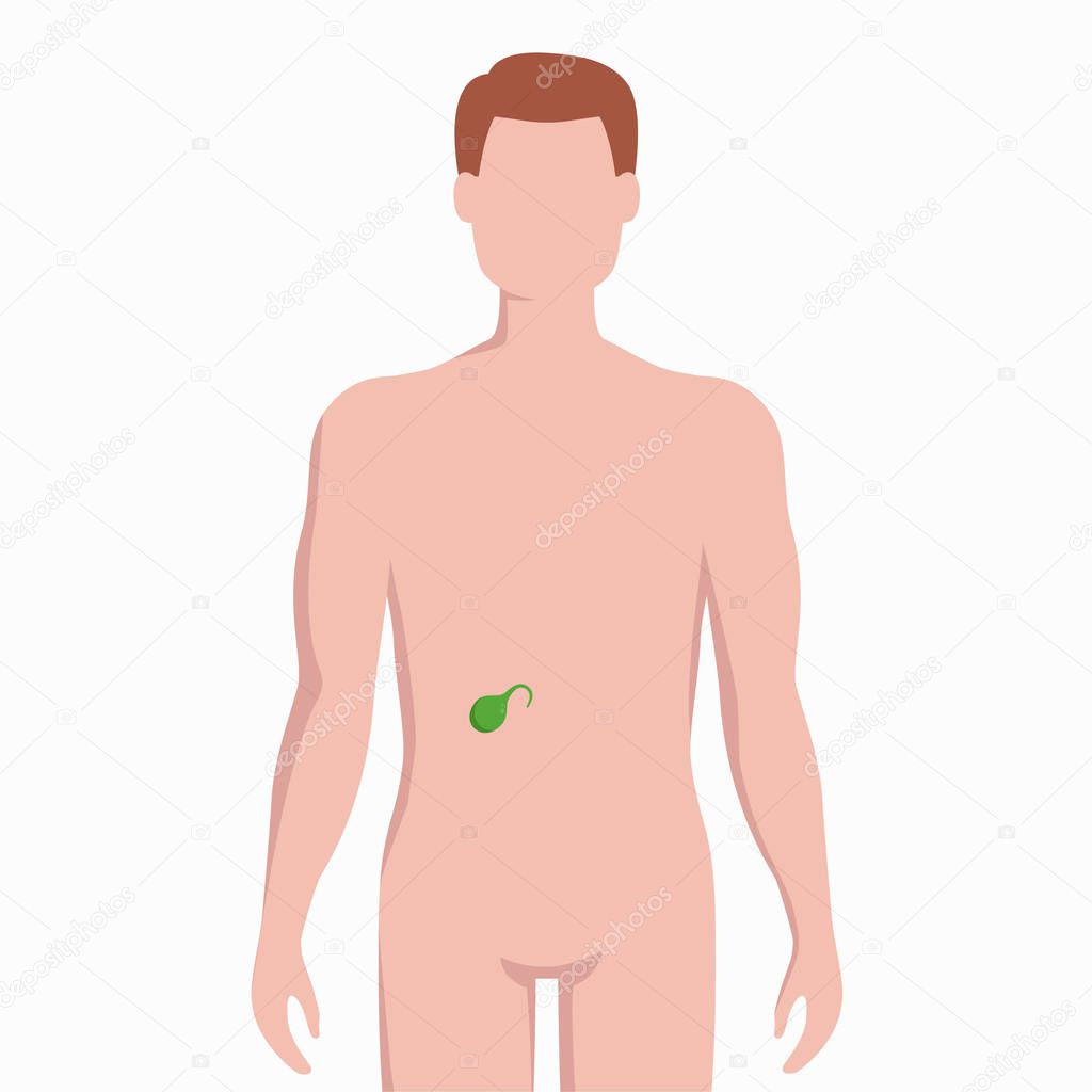 Vesícula biliar en el cuerpo del hombre silueta vector ilustración médica  aislada sobre fondo blanco. Órgano interior humano colocado en elementos de  infografía bady de diseño plano . Vector de stock por ©, image size:1024x1024