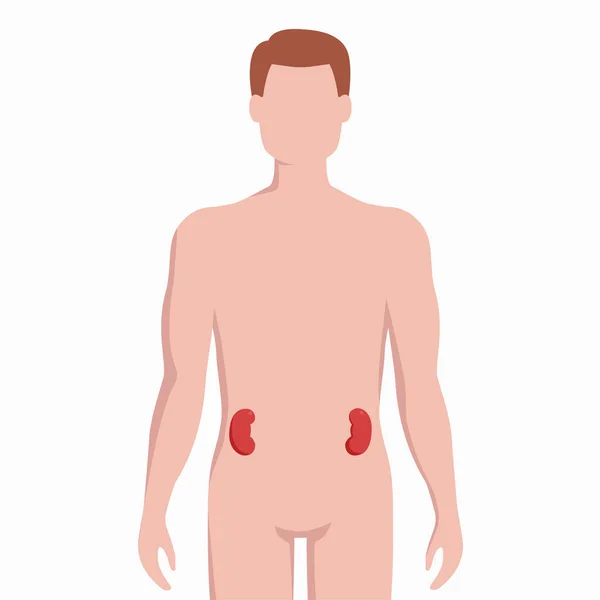 Riñones en el cuerpo humano silueta vector médico ilustración aislada sobre fondo blanco. Órgano interior humano colocado en elementos de infografía bady de diseño plano . — Archivo Imágenes Vectoriales