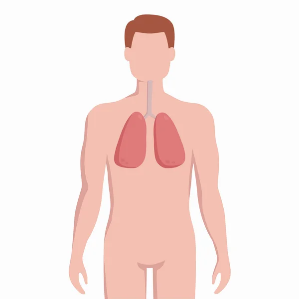 Lungs on man body silhouette vector medical illustration isolated on white background. Human internal organ placed in body infographic elements in flat design. — Stock Vector