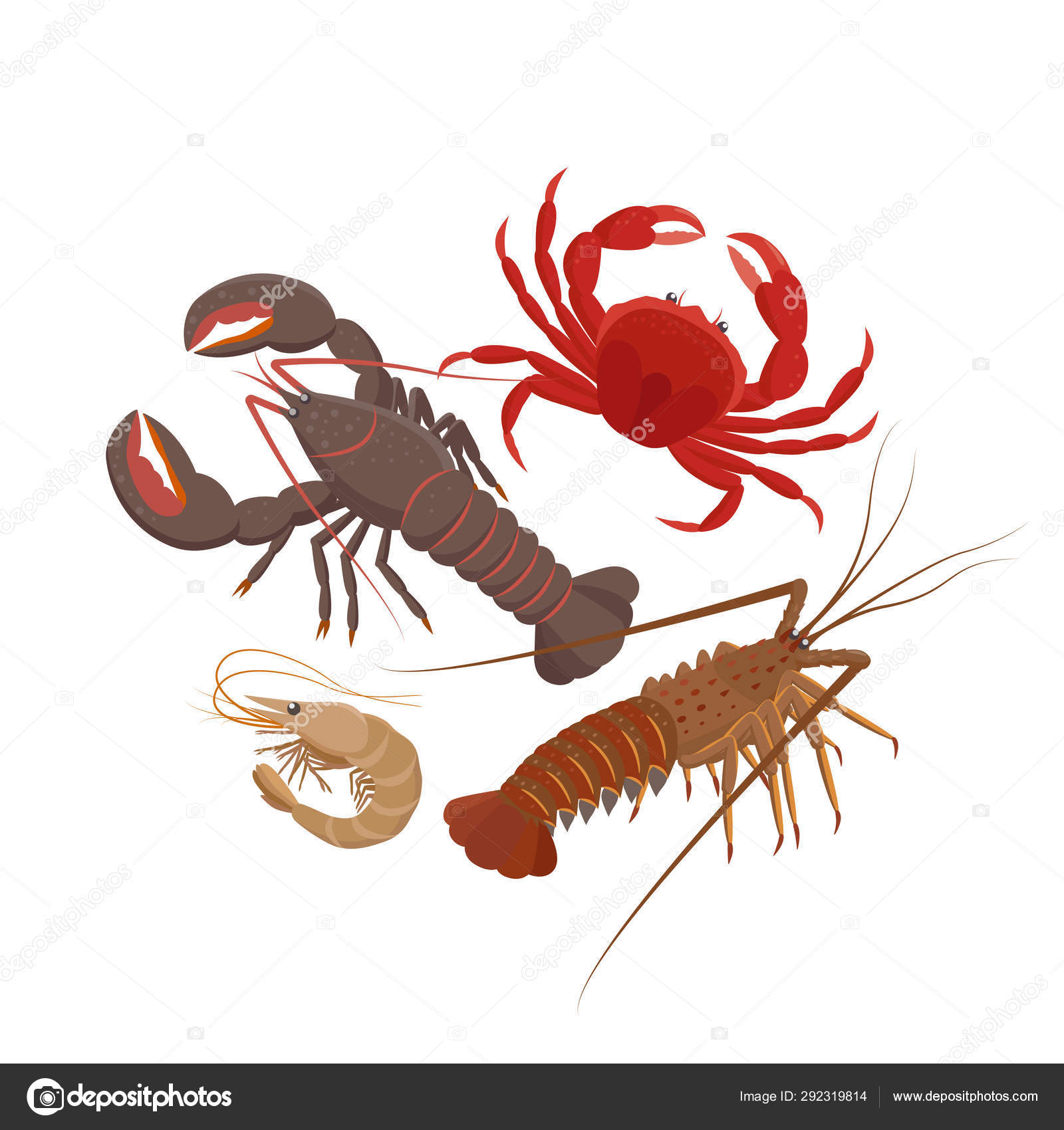 Krebsdyr sæt vektorillustrationer i fladt design isoleret på hvid baggrund.  Hummer, Spiny hummer, Rejer, rab . Stockvektor af ©Bezvershenko 292319814, image size:1600x1700