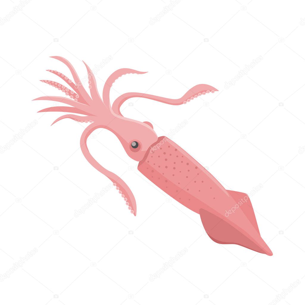 Squid vector illustration in flat design isolated on white background.