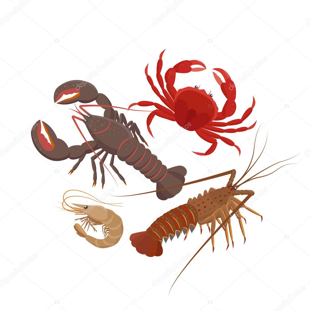 Crustaceans set of vector illustrations in flat design isolated on white background. Lobster, Spiny lobster, Srimp, rab.