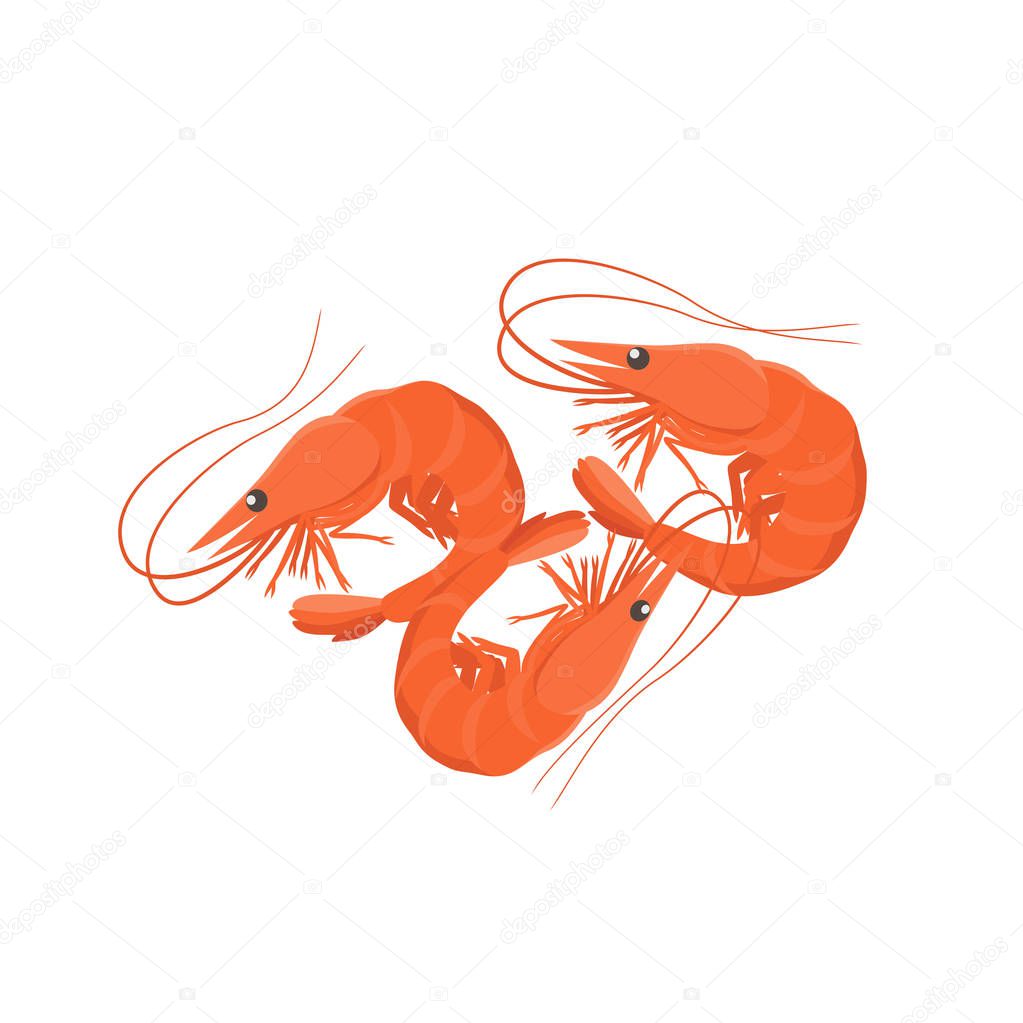 Shrimps vector illustration in flat design isolated on white background.