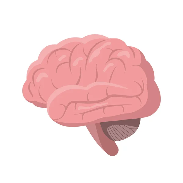 Cerebro humano aislado sobre fondo blanco, ilustración vectorial en diseño plano detallado. Icono cerebral de órgano interno, concepto de póster médico, elemento infográfico . — Archivo Imágenes Vectoriales