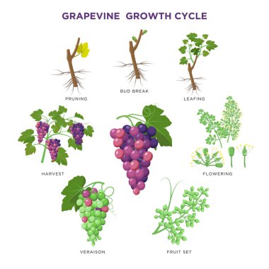 Üzüm bitki büyüyen infografik elemanları beyaz izole, illüstrasyonlar düz tasarım. Tohumlardan üzüm ekim süreci, tomurcuk molası, çiçeklenme, meyve seti, veraison, hasat, olgun üzüm demeti.