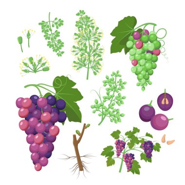 Beyaz, düz tasarım illüstrasyonlar izole infografik elemanların Grapevine büyüme kümesi. Tohumlardan üzüm ekim süreci, tomurcuk molası, çiçeklenme, meyve seti, veraison, hasat, olgun üzüm demeti.