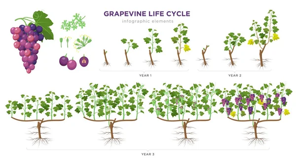 Üzüm yetiştirme aşamaları düz tasarım infografik elemanları. Üzüm ekim işlemi 1 - 3 yıl tohum, filiz, tomurcuk molası, çiçeklenme, meyve seti, veraison, hasat, olgun üzüm demet izole.