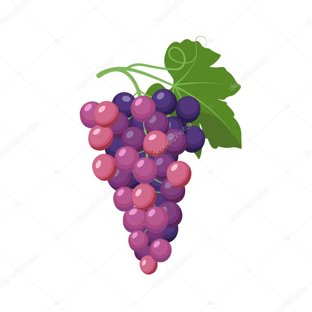 Grape cluster vector illustration in flat design isolated on white background.