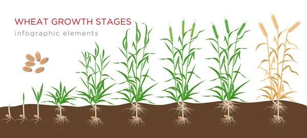 Estágios de crescimento de trigo de sementes a elementos infográficos de plantas maduras isolados em fundo branco. Ilustração do vetor de crescimento de trigo em design plano . —  Vetores de Stock