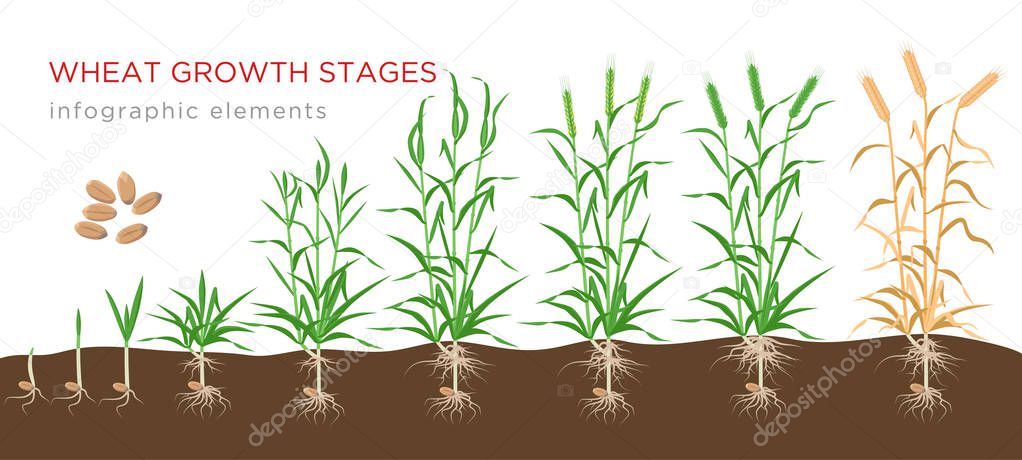 Wheat growth stages from seed to ripe plant infographic elements isolated on white background. Wheat growing vector illustration in flat design.