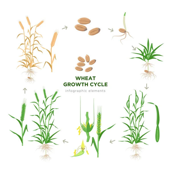 Estágios de crescimento de trigo, ciclo de vida de elementos infográficos de plantas de trigo em projeto plano, conjunto botânico de ilustrações isoladas em fundo branco. Grão de trigo, plântulas, caule, perfilhamento, união —  Vetores de Stock