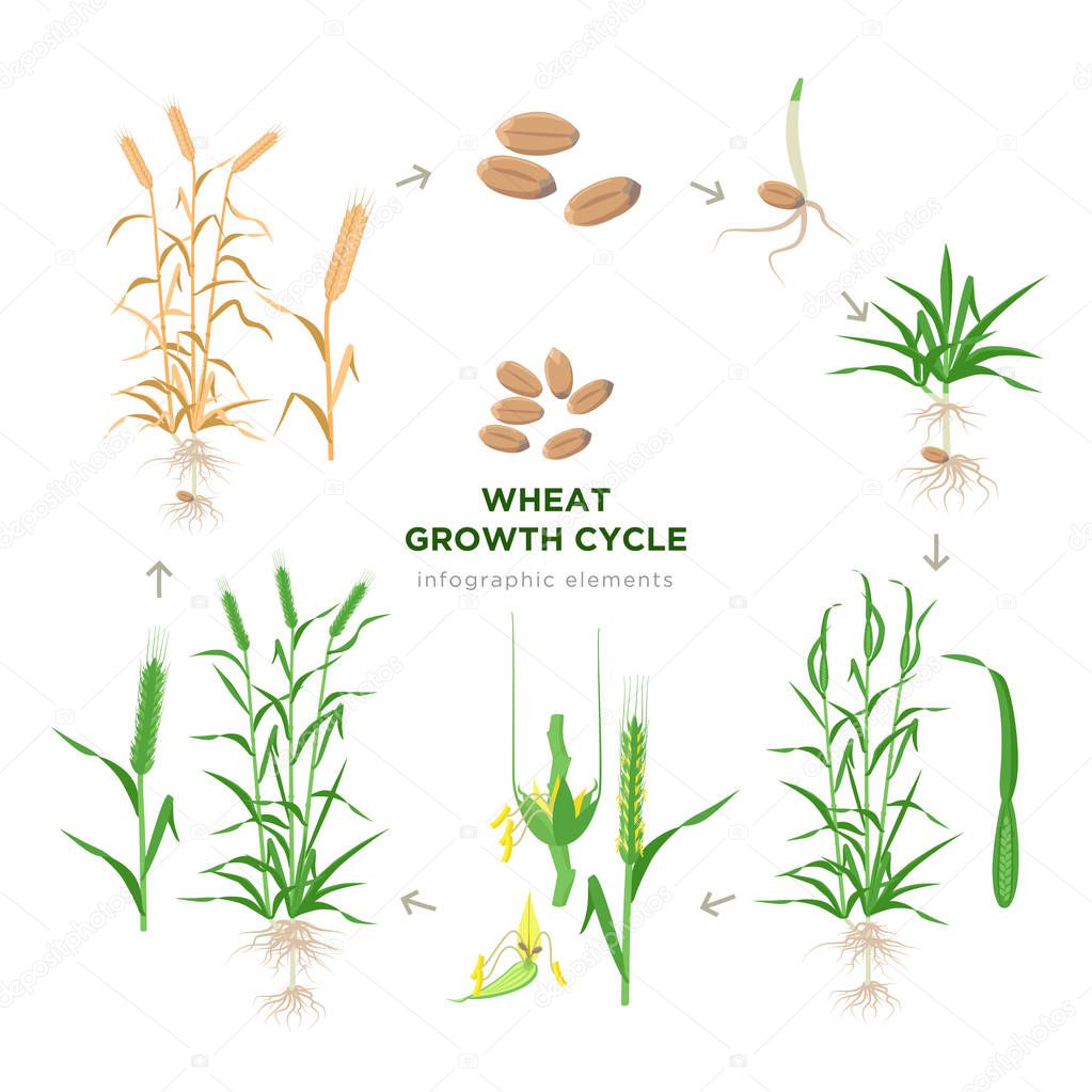 Wheat growing stages, life cycle of wheat plant infographic elements in flat design, botanical set of illustrations isolated on white background. Wheat grain, seedling, stem, tillering, jointing