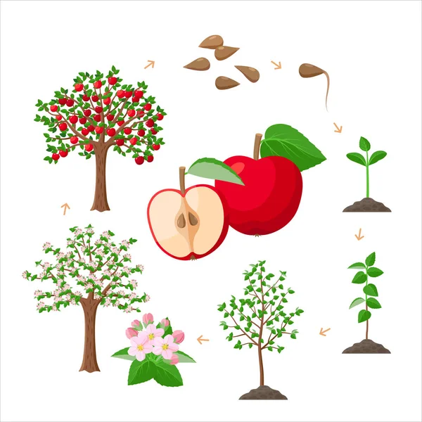 Appelboom levenscyclus van zaden tot rijpe rode appels, boom groeien uit de bodem infographic. Appel boom groei stadia - vector botanische illustraties set voor infographic geïsoleerd op witte achtergrond. — Stockvector