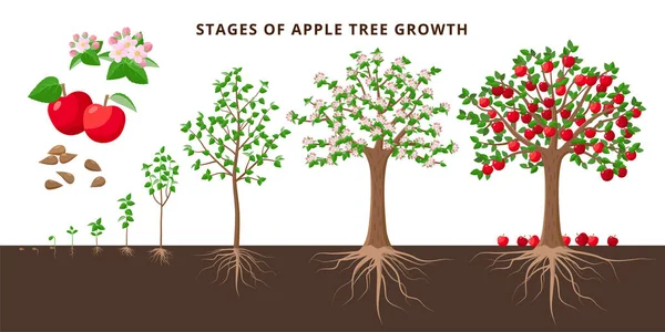 Apple tree growing stages - vector botanical illustration in flat design isolated on white background. Apple tree life cycle from seed to ripe fruit red apples, tree growing from the soil infographic. — vektorikuva