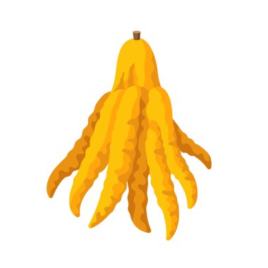 Fingered citron vector illustration isolated on white background. Juicy tropical exotic fruit Buddha s hand. clipart
