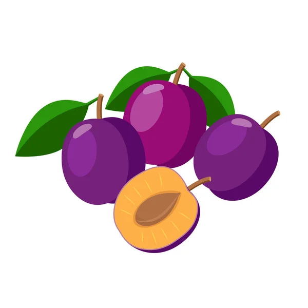 Vektorová ilustrace švestek izolovaná na bílém pozadí. Šťavnaté fialové plody švestky. — Stockový vektor