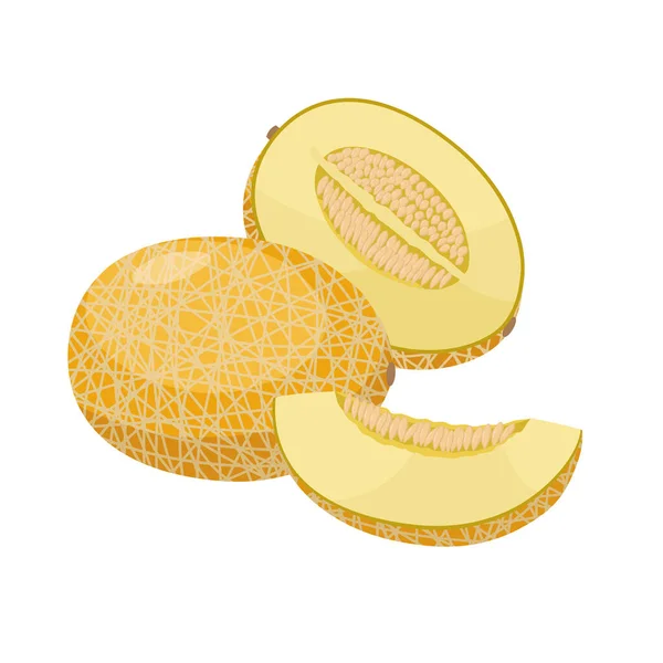 Ilustración vectorial de melón maduro aislada sobre fondo blanco. Jugosa fruta tropical exótica . — Archivo Imágenes Vectoriales