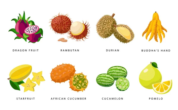 Ensemble d'icônes vectorielles détaillées de fruits exotiques, illustrations de fruits tropicaux isolés sur fond blanc. — Image vectorielle