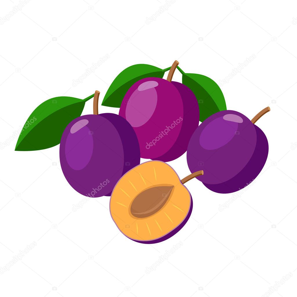 Plums vector illustration isolated on white background. Juicy purple plum fruits.