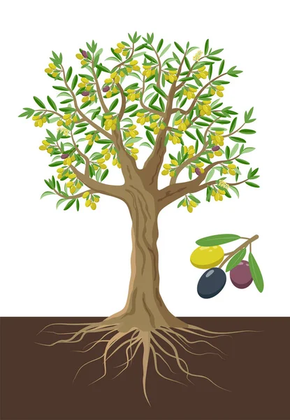 Olivenbaum-Vektorillustration isoliert auf weißem Hintergrund. — Stockvektor