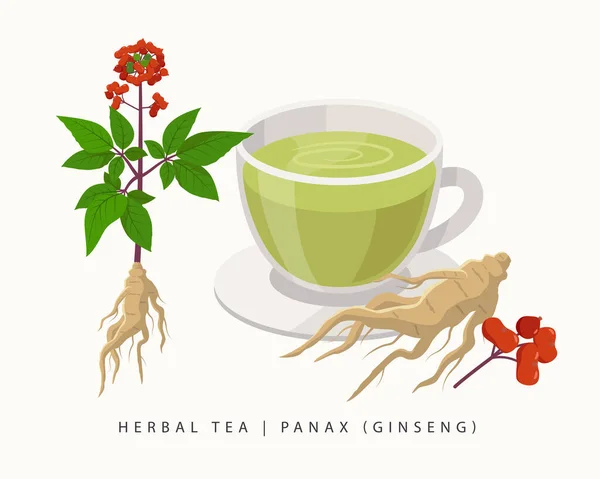 Tisane Panax isolée sur fond blanc. Ginseng Floraison Vecteur végétal illustration botanique. — Image vectorielle