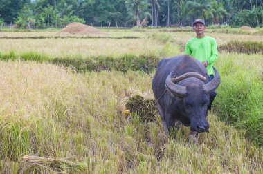 Marinduque, Filipinler - 31 Mart: üzerinde 31 Mart 2018 Marinduque adası Filipinler pirinç alanında çalışan Filipino çiftçi 
