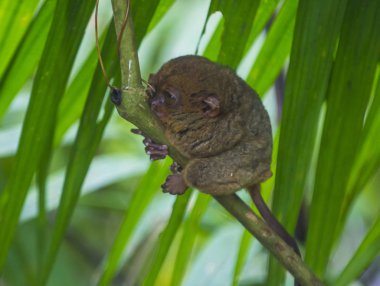 Tarsier Bohol Adası Filipinler Tarsier dünyanın en küçük başkanıdır