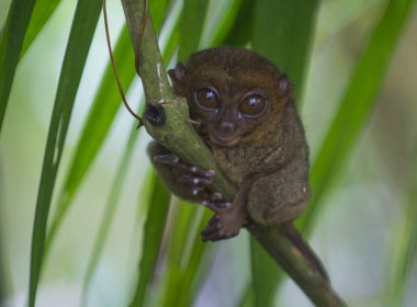 Tarsier Bohol Adası Filipinler Tarsier dünyanın en küçük başkanıdır