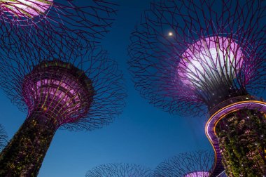 Singapur - 22 Şubat: Singapur Februery 22 2018 üzerinde Bay tarafından bahçelerde Supertrees. Ağaçlar farklı renklerle aydınlatılmış bir müzik ve ışık gösterisi olmasıdır