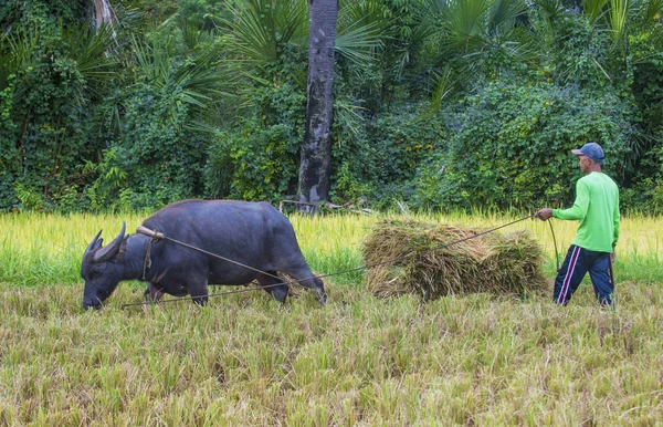 Marinduque Filippijnen Maart Tagalog Boer Werken Bij Een Rijst Veld — Stockfoto