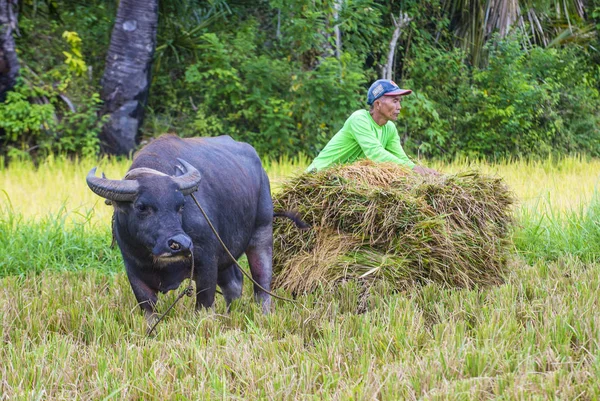 Marinduque Filipinas Março Agricultor Filipino Trabalhando Campo Arroz Ilha Marinduque — Fotografia de Stock