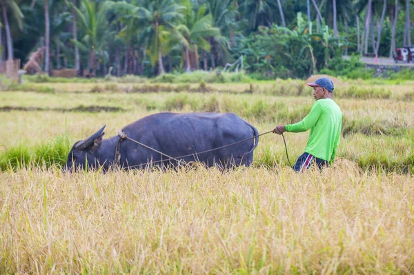 Marinduque, Filipinler - 31 Mart: üzerinde 31 Mart 2018 Marinduque adası Filipinler pirinç alanında çalışan Filipino çiftçi 