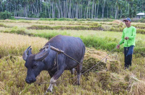 Marinduque, Filipinler - 31 Mart: üzerinde 31 Mart 2018 Marinduque adası Filipinler pirinç alanında çalışan Filipino çiftçi 