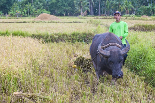 Marinduque Philippines Марта Филиппинский Фермер Работает Рисовом Поле Острове Marinduque — стоковое фото