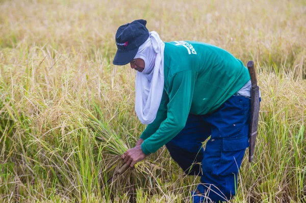 Marinduque Philippines March Filipino Farmer Working Rice Field Marinduque Island — Stock Photo, Image