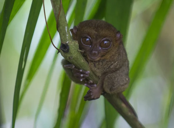 Tarsier Bohol Sziget Fülöp Szigetek Tarsier Világ Legkisebb Prímás — Stock Fotó