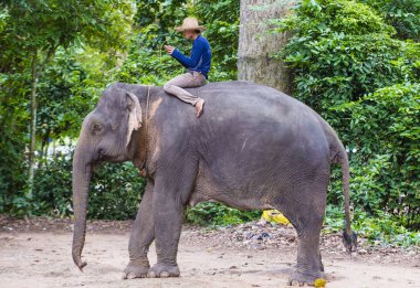 SIEM REAP , CAMBODIA - OCT 15 : Cambodian man riding an Elephant at the Angkor Thom in Siem Reap Cambodia on October 15 2017 , Angkor Thom was the last and capital city of the Khmer empire. clipart