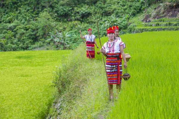 Банауэ Филиппинес Мая Женщины Меньшинства Ифугао Возле Рисовых Террас Банауэ — стоковое фото